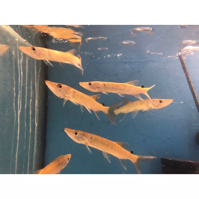 African Pike (Hepsetus odoe)