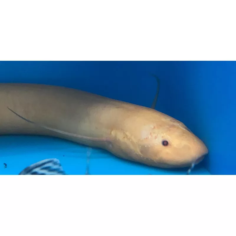 Albino African Lungfish (Protopterus aethiopicus)