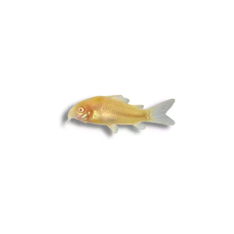Albino Cory Catfish