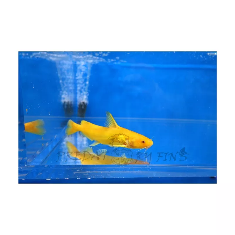 Albino Golden Arrowhead Catfish (Pseudobagrus sp)