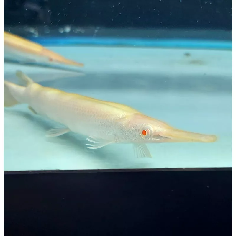 Albino Golden Florida Gar (Lepisosteus platyrhincus)
