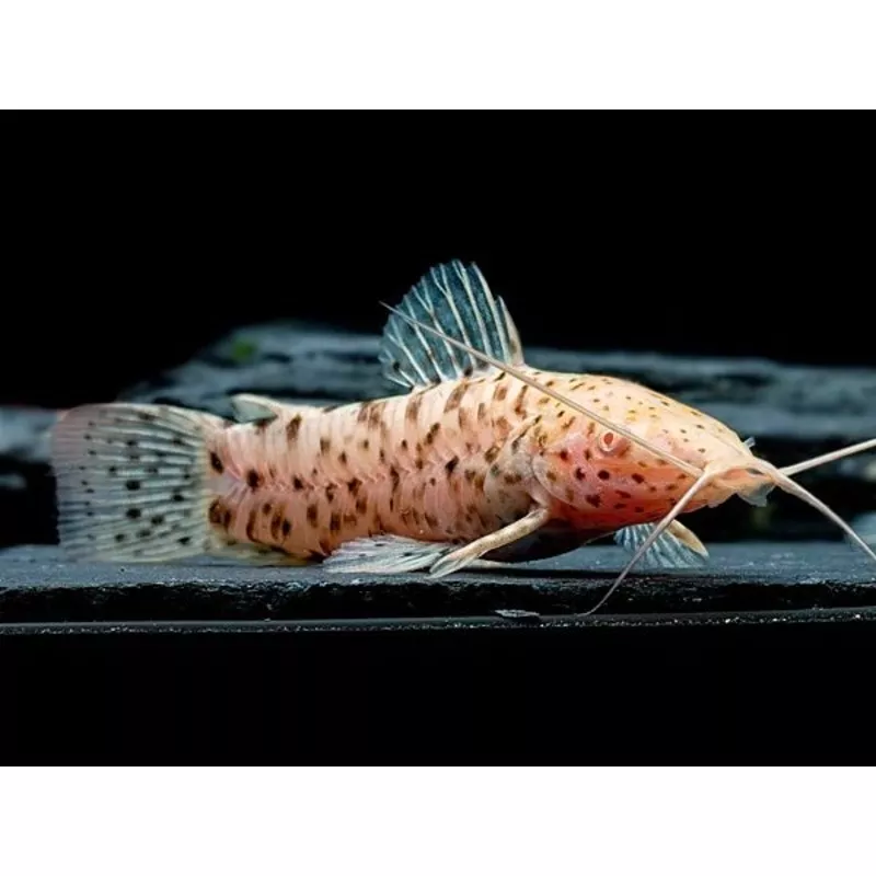 Albino Marbled Hoplo Catfish (Megalechis thoracata)