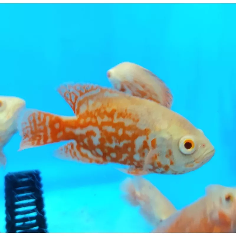 Albino Nemo Red Tiger Oscar Cichlid (Astronotus ocellatus)