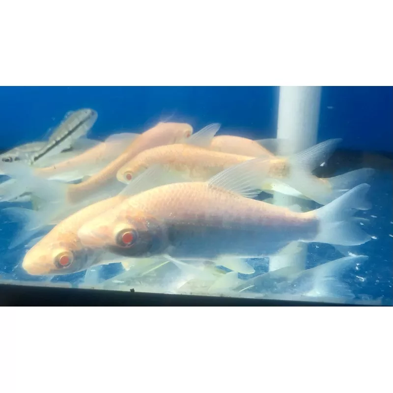 Albino Prochilodus (Prochilodus lineatus)