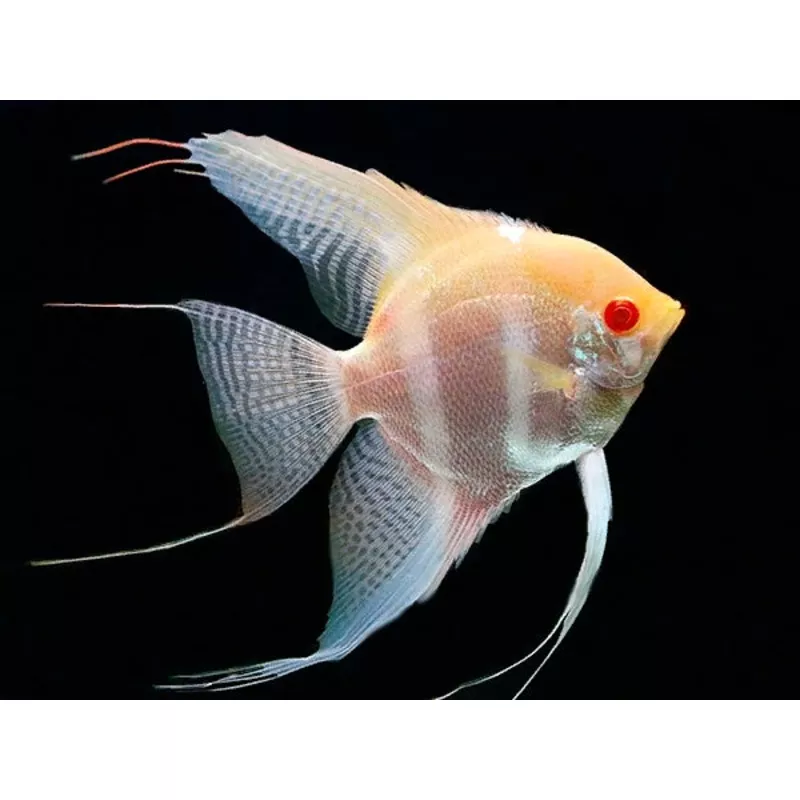 Albino Red Back Manacapuru Angelfish (Pterophyllum scalare)