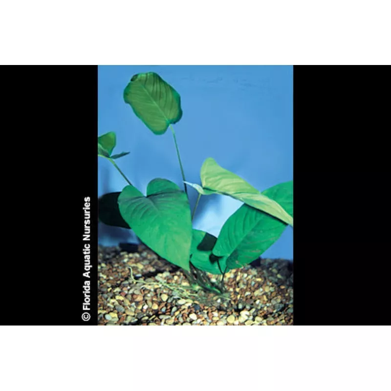 Anubias Barteri – Potted