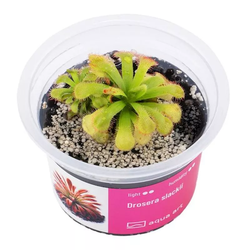 Aqua Art Drosera slackii