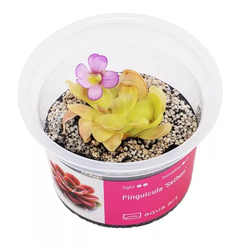 Aqua Art Pinguicula ‘Sethos’