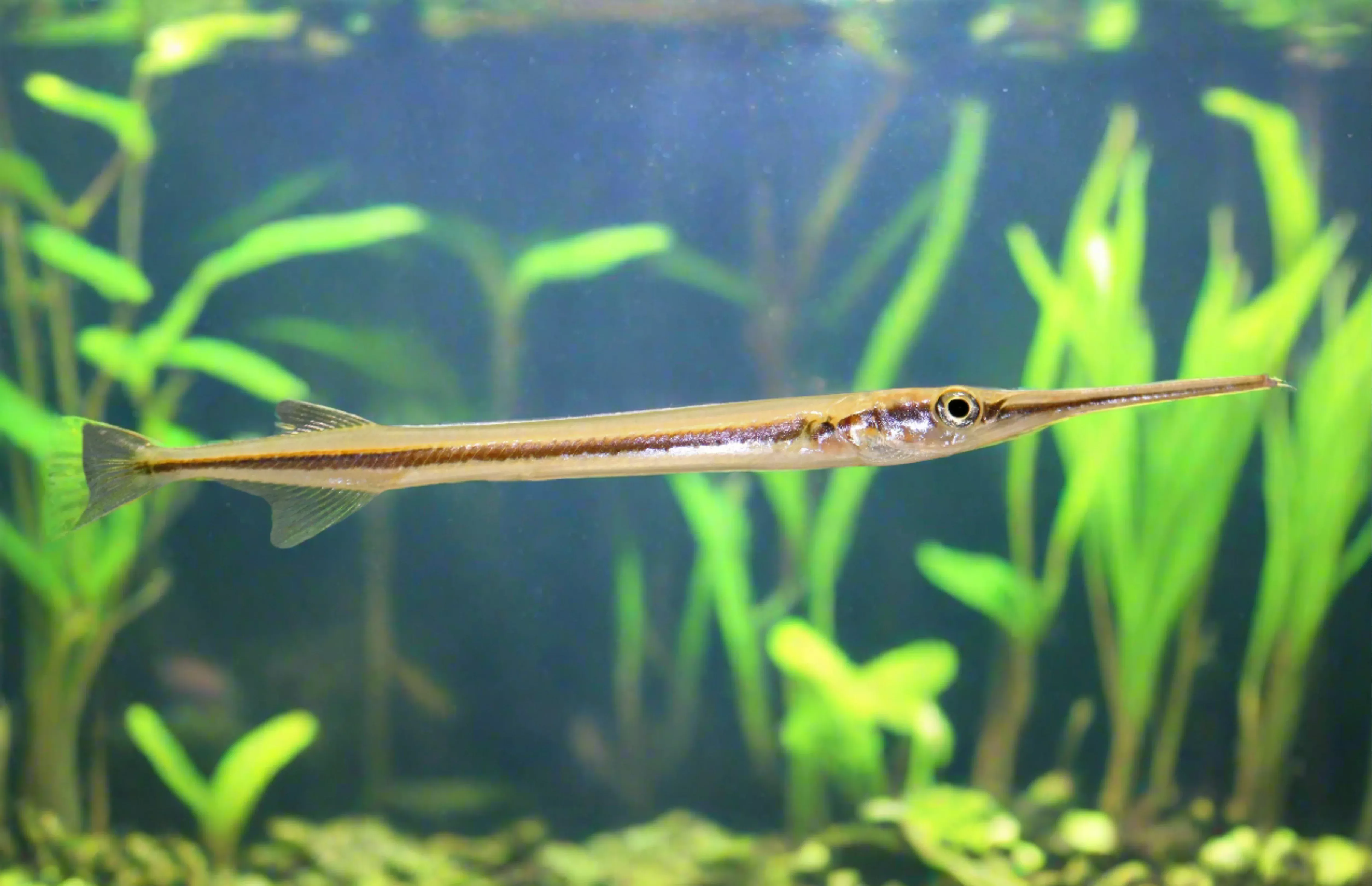 Asian Needle Nose Gar 4″