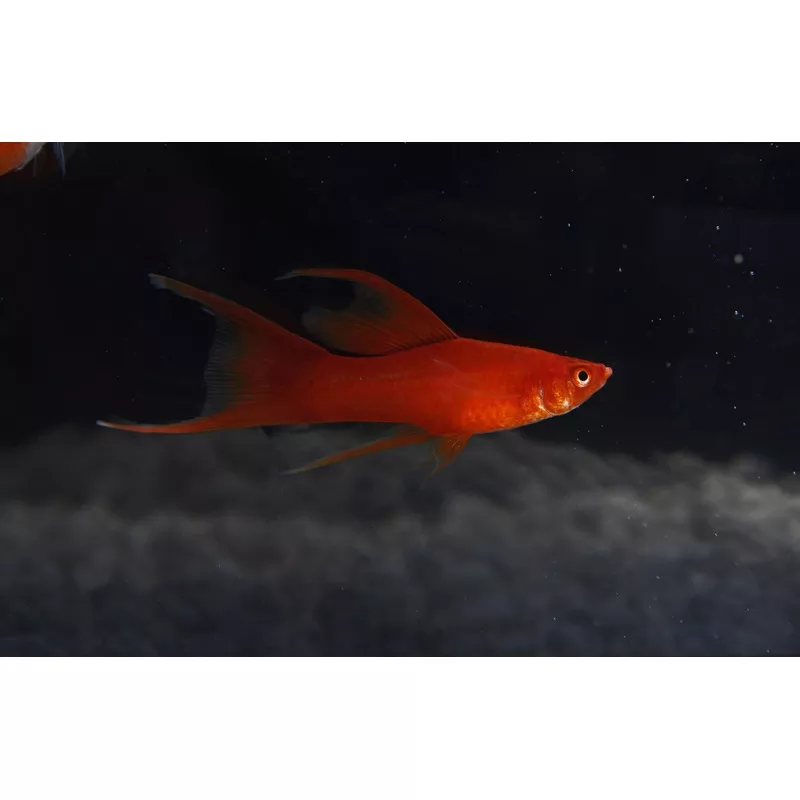 Assorted Premium Swordtail
