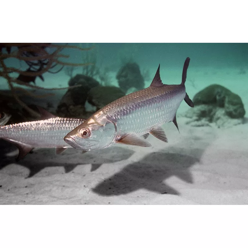 Atlantic Tarpon (Megalops atlanticus)