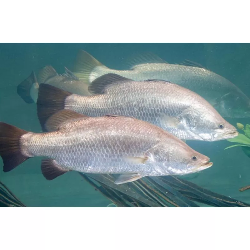 Barramundi (Lates calcarifer)