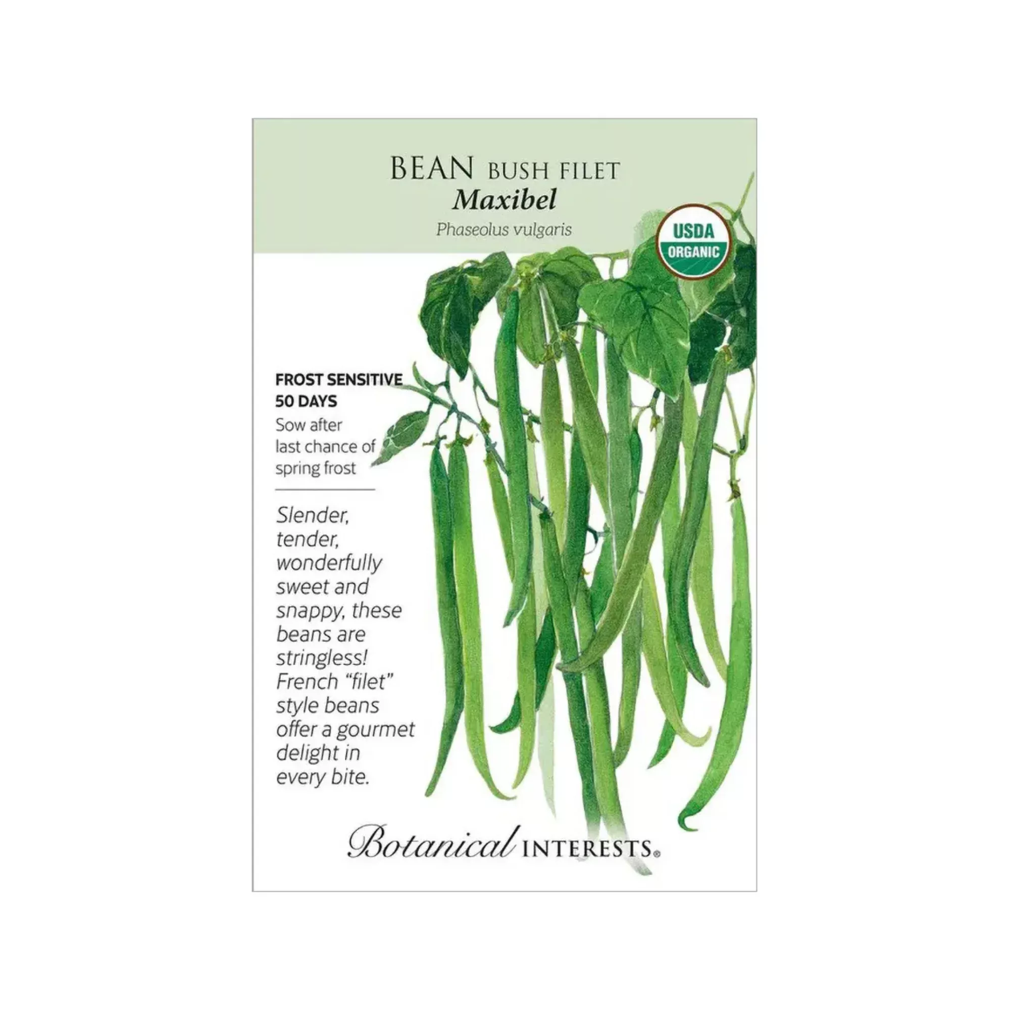 Bean Bush Maxibel Organic