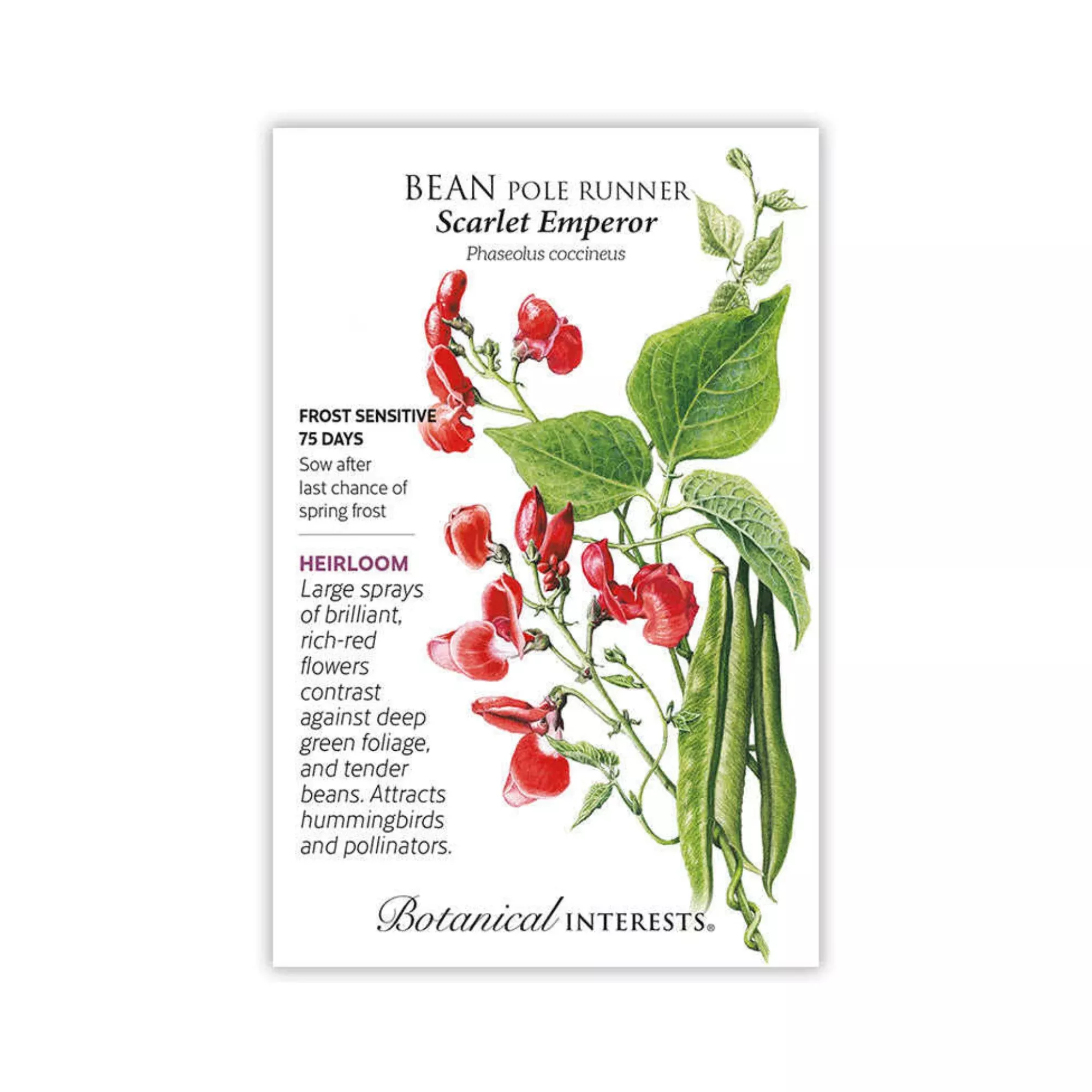 Bean Pole Runner Scarlet Emperor