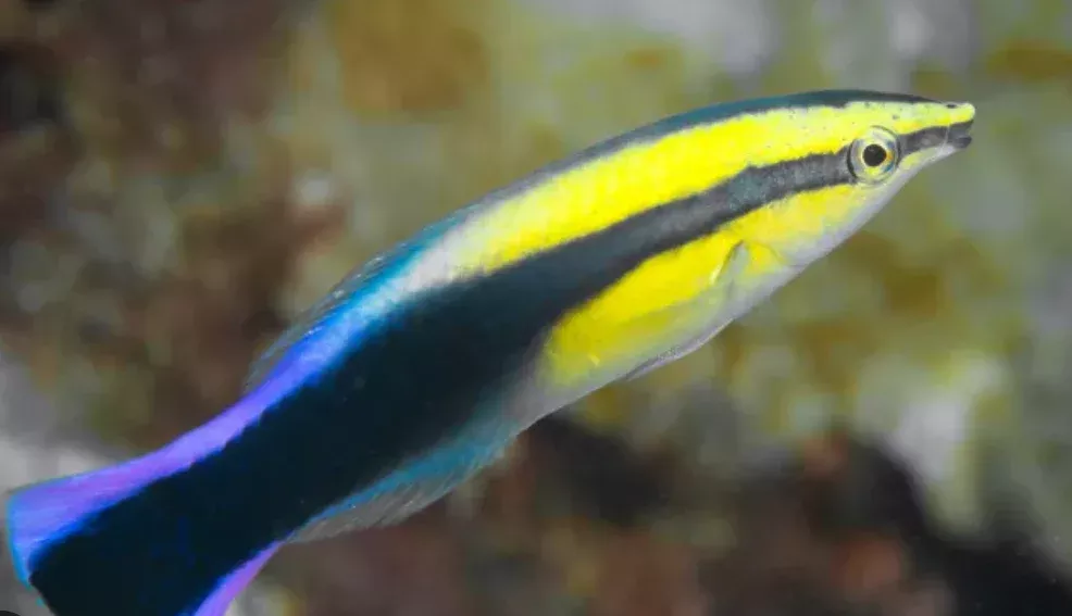 Bicolor Cleaner Common Wrasse