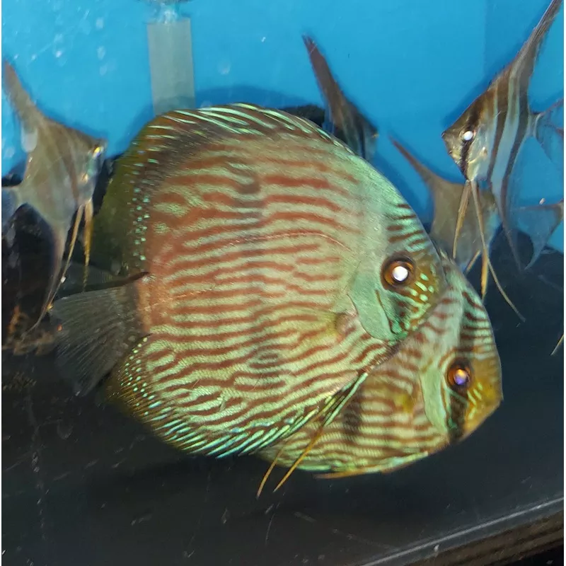 Blue Face Heckel Discus (Symphysodon aequifaciatus)