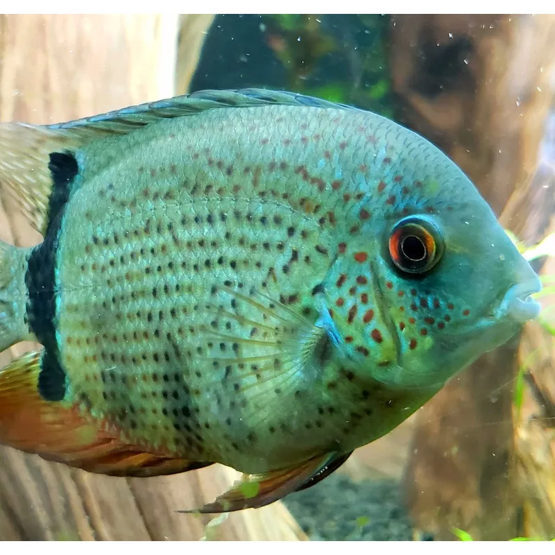 Blue Turquoise Severum (Heros severus)