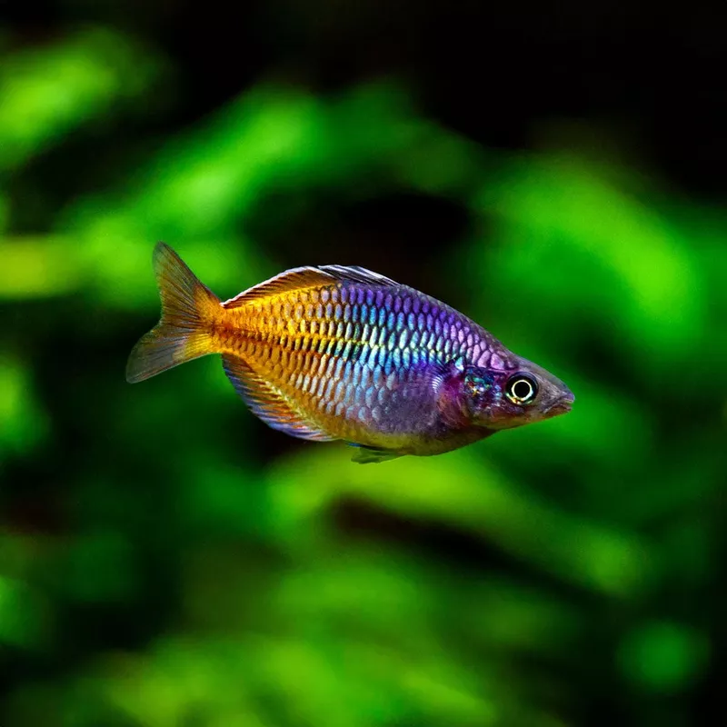 Boesemani Rainbowfish (Melanotaenia boesemani)