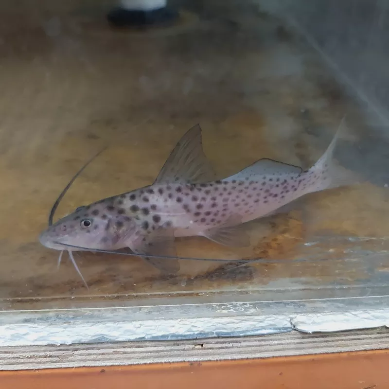 Bolt Catfish (Aguarunichthys torosus)
