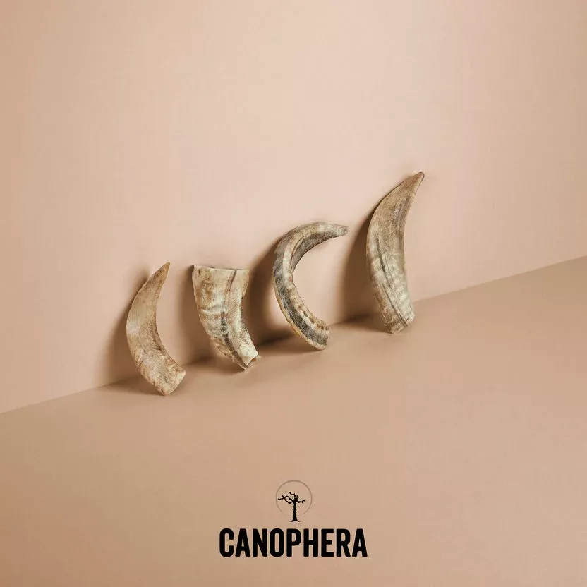 Canophera Sheep Horn Dog Chews