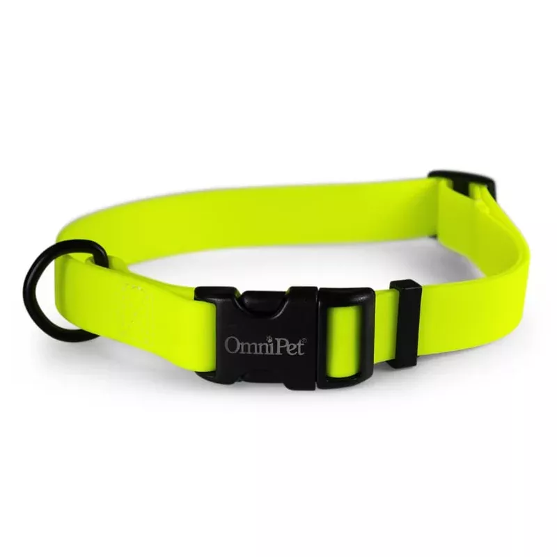 Carnival Dog Collars