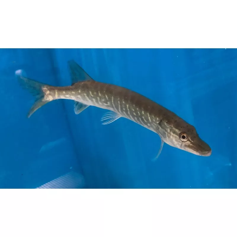 Chain Pickerel (Esox niger)