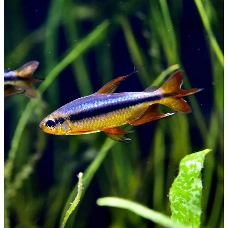 Cherry Red Congo Tetra (Alestopetersius brichardi red / blue)