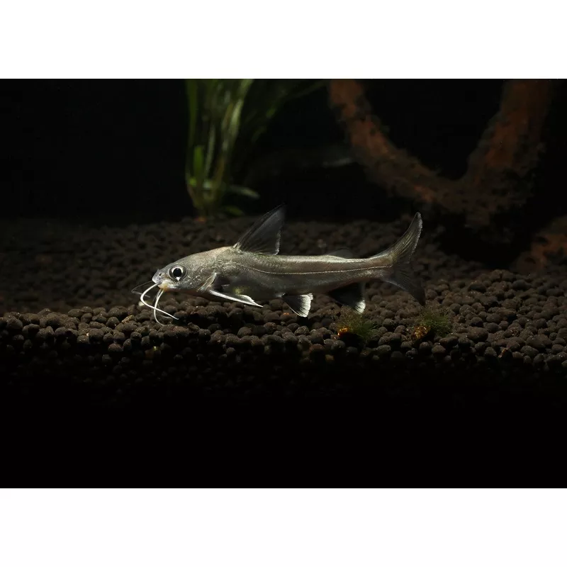 Colombian Shark