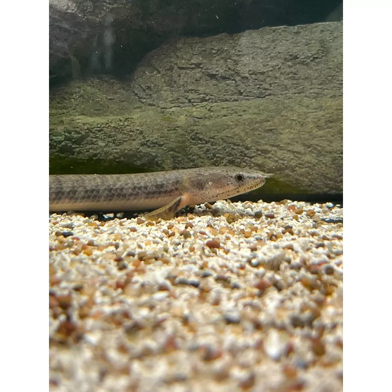 Congo Green Bichir