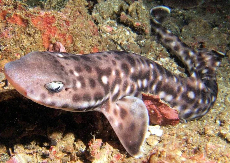 Coral Cat Marmoratus shark