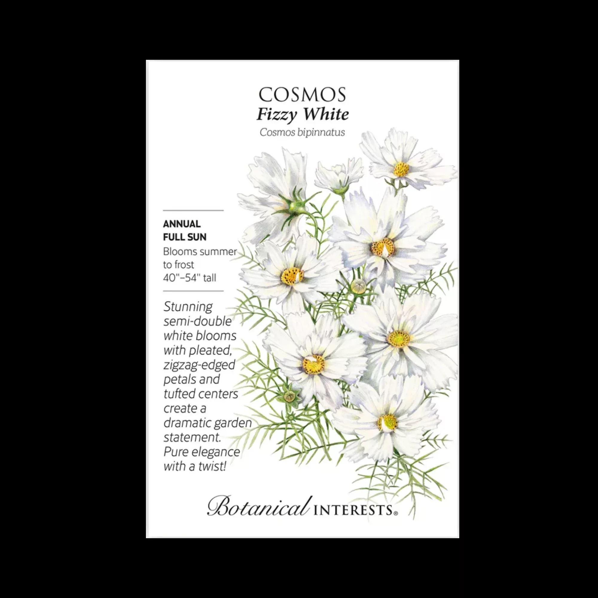 Cosmos Fizzy White