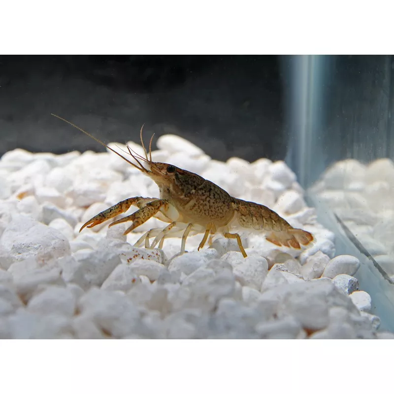 Crayfish