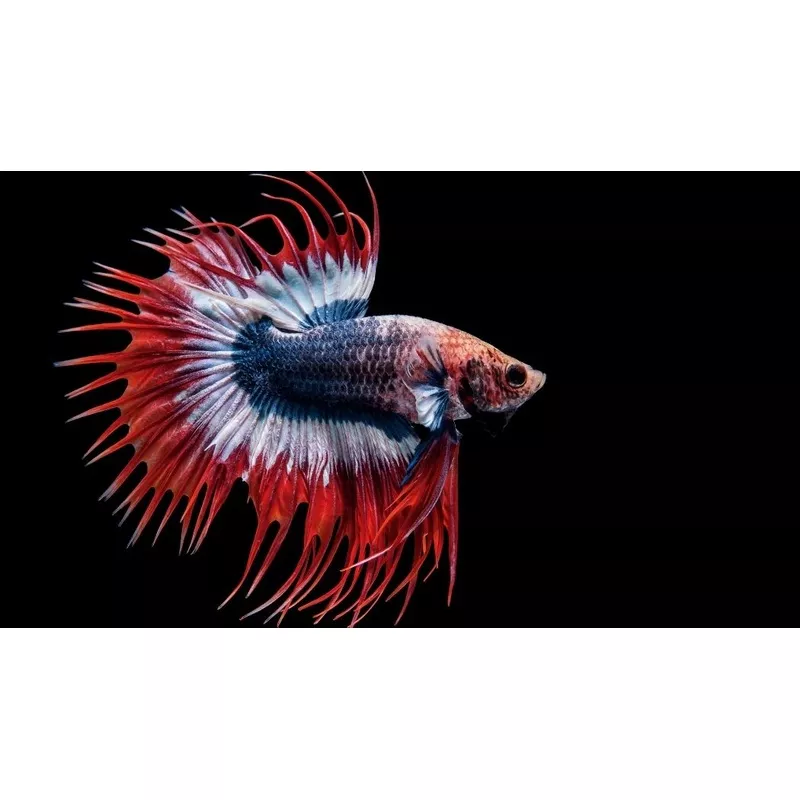 Crowntail Red, White, and Blue Male Betta Fish