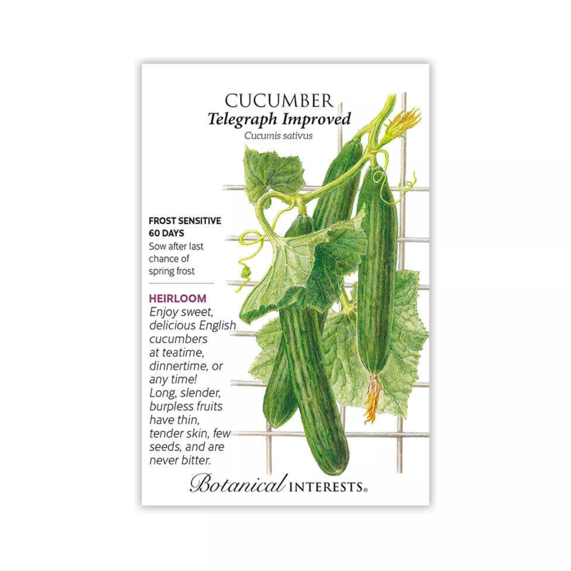 Cucumber Telegraph Improved