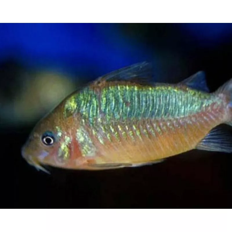 CW005 Pantanel Cory Catfish (Corydoras pantanalensis)
