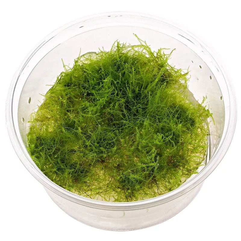 Dennerle Amblystegium Serpens TC