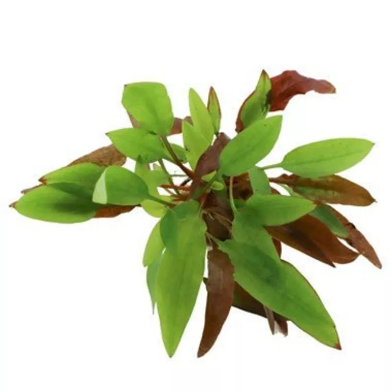 Dennerle Cryptocoryne affinis ‘ Dark Orange’ (Pot