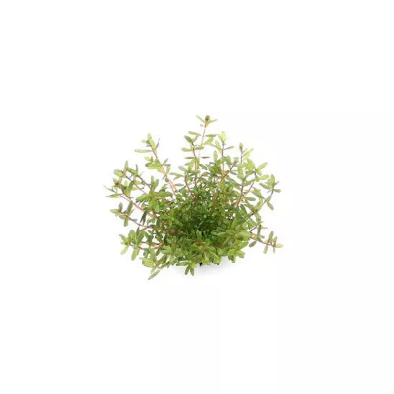 Dennerle Rotala rotundifolia Laos in Pot