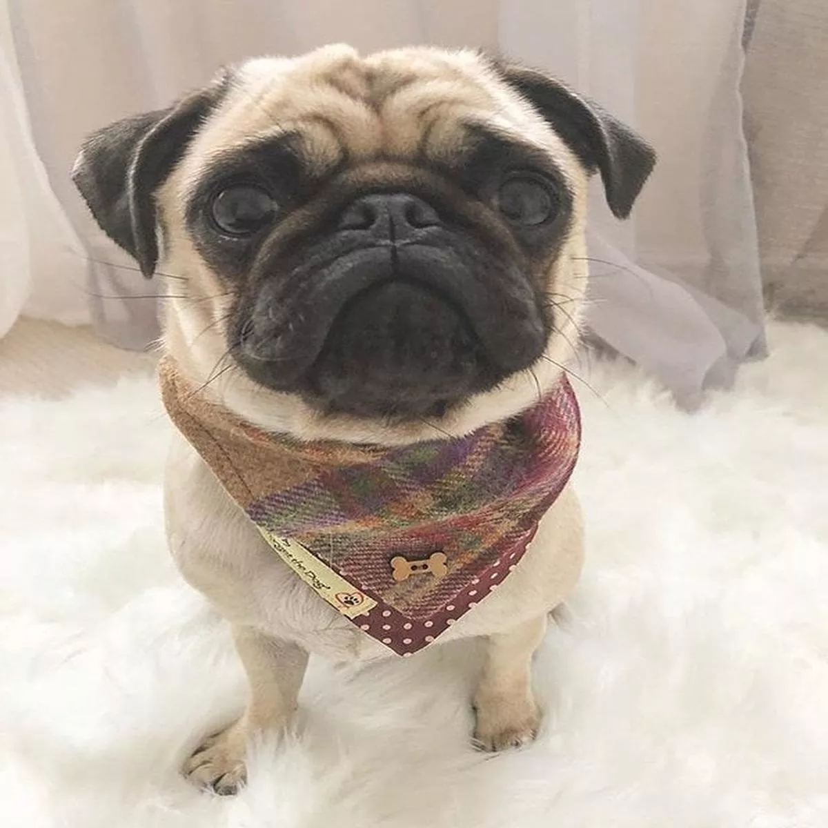 ‘Don’t forget the Dog’ Tweed Bandana