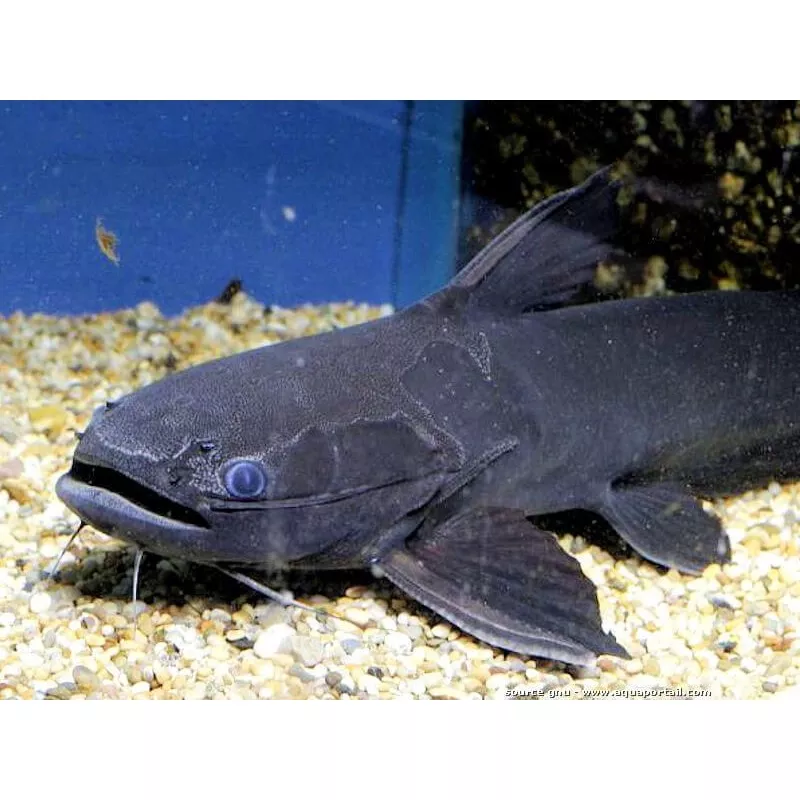 Driftwood Catfish (Trachycorystes trachycorystes)