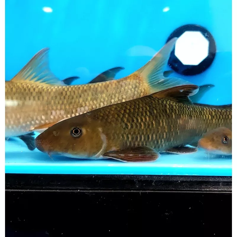 Dusky Barbel (Semilabeo obscurus)