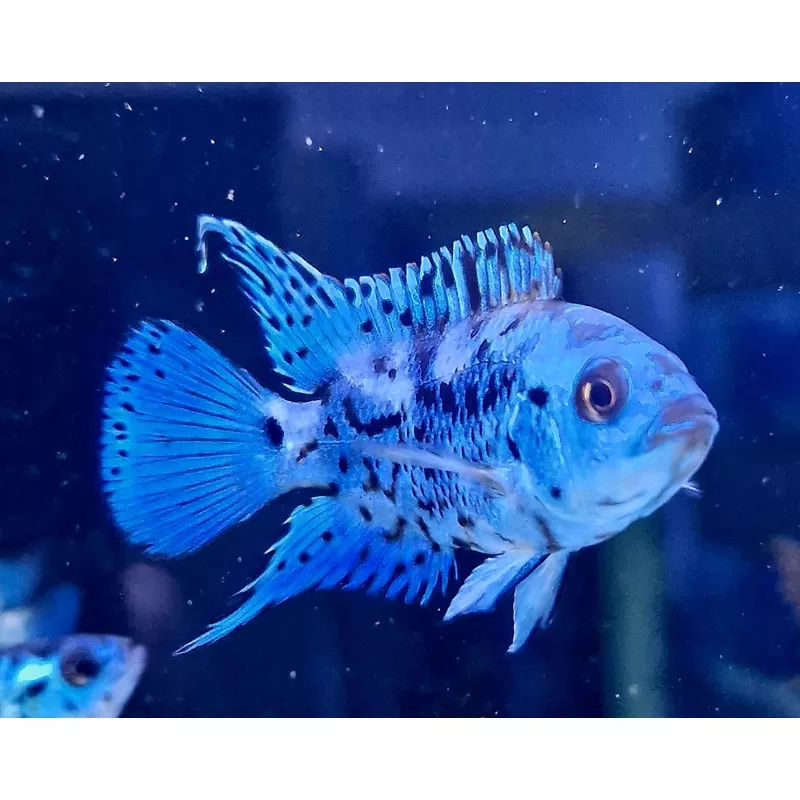 Electric blue jack dempsey