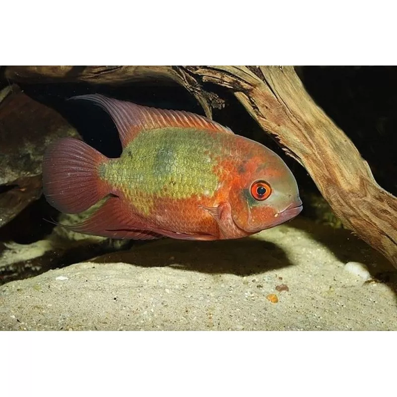 Emerald cichlid (Hypselecara temporalis)
