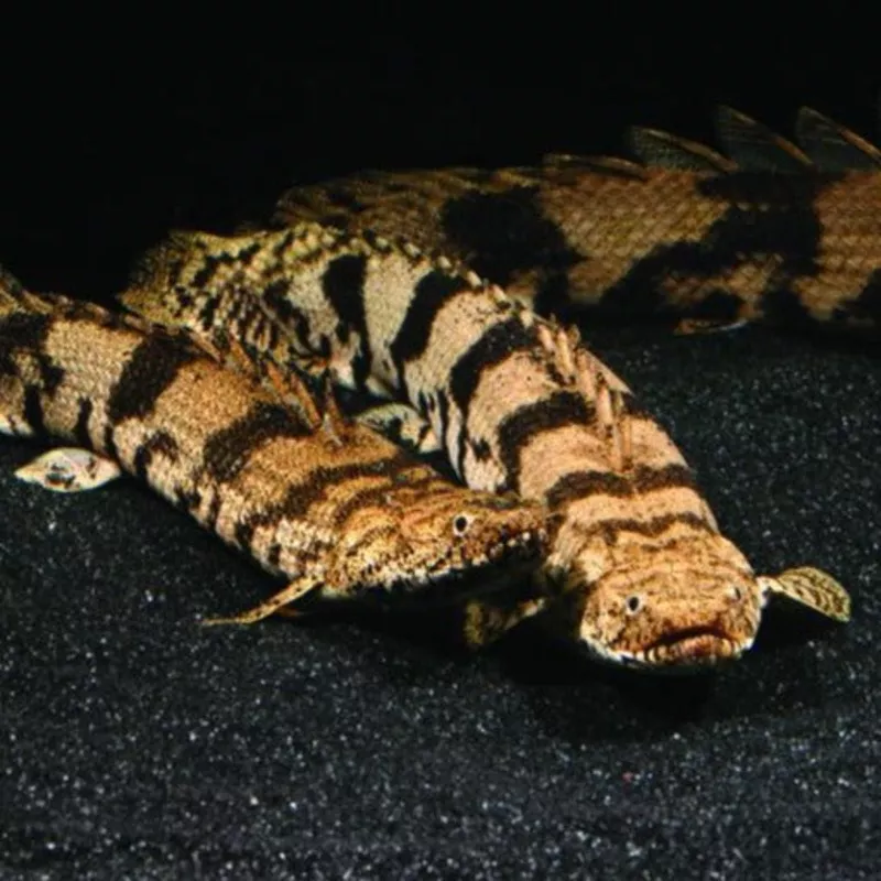 Endlicheri Bichir (Polypterus endlicheri)