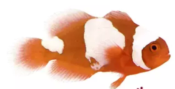 Extreme Maroon Snowflake Clownfish