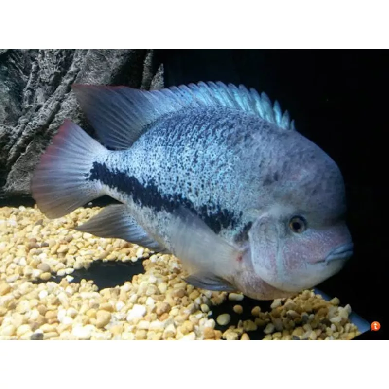 Fenestratus Cichlid (Vieja fenestratus)