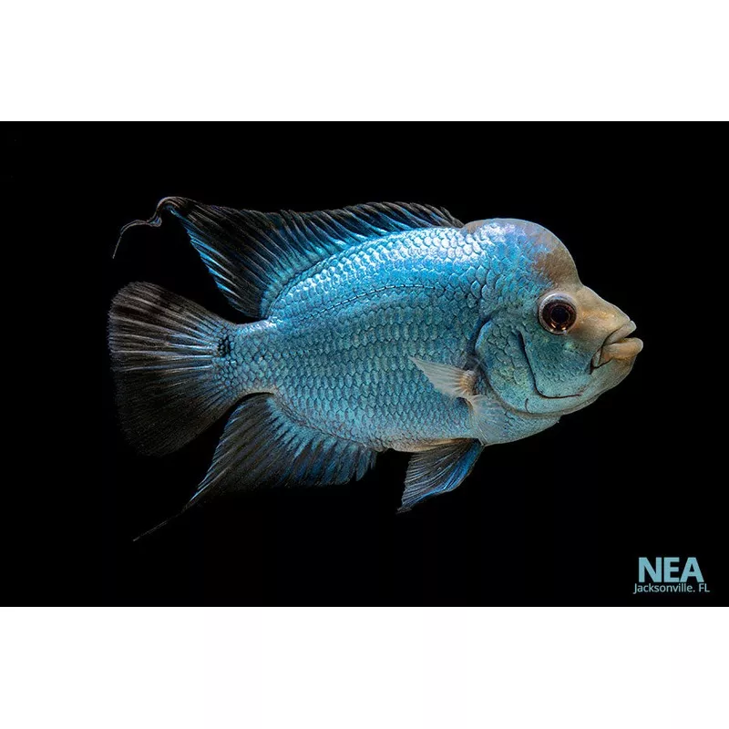 Flower Horn Cichlid Blue
