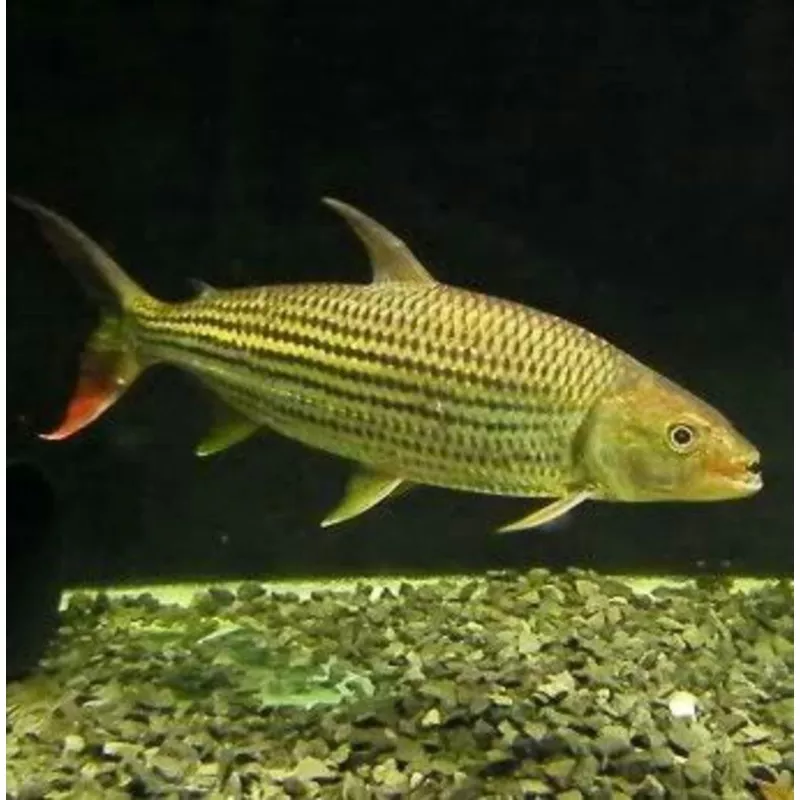 Forskahlii African Tiger Fish (Hydrocynus forskahlii)