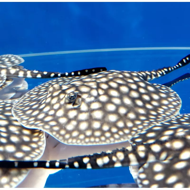 Galaxy P14 Stingray (Potamotrygon albimaculata)