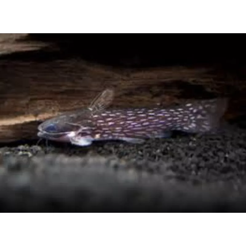 Galaxy Wood Catfish (Tatia galaxias)